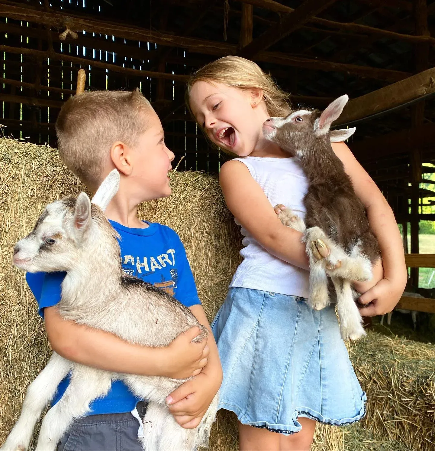 Farm Park, Franklin Farm, VA