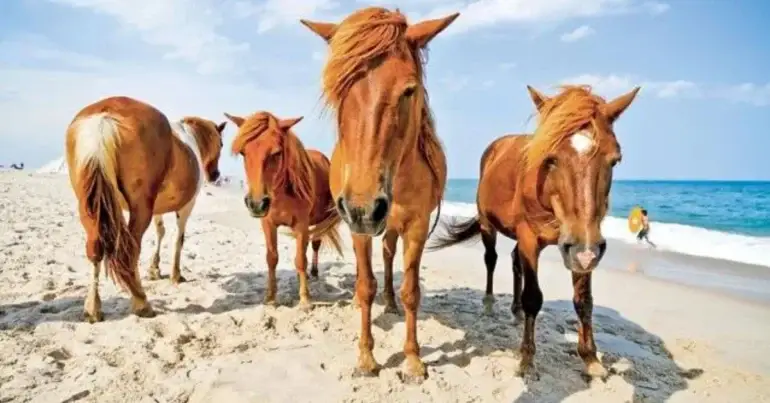 Assateague Island | Amazing unique place in MD