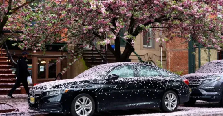 luxury car in Spring Blossoms and Mild Weather