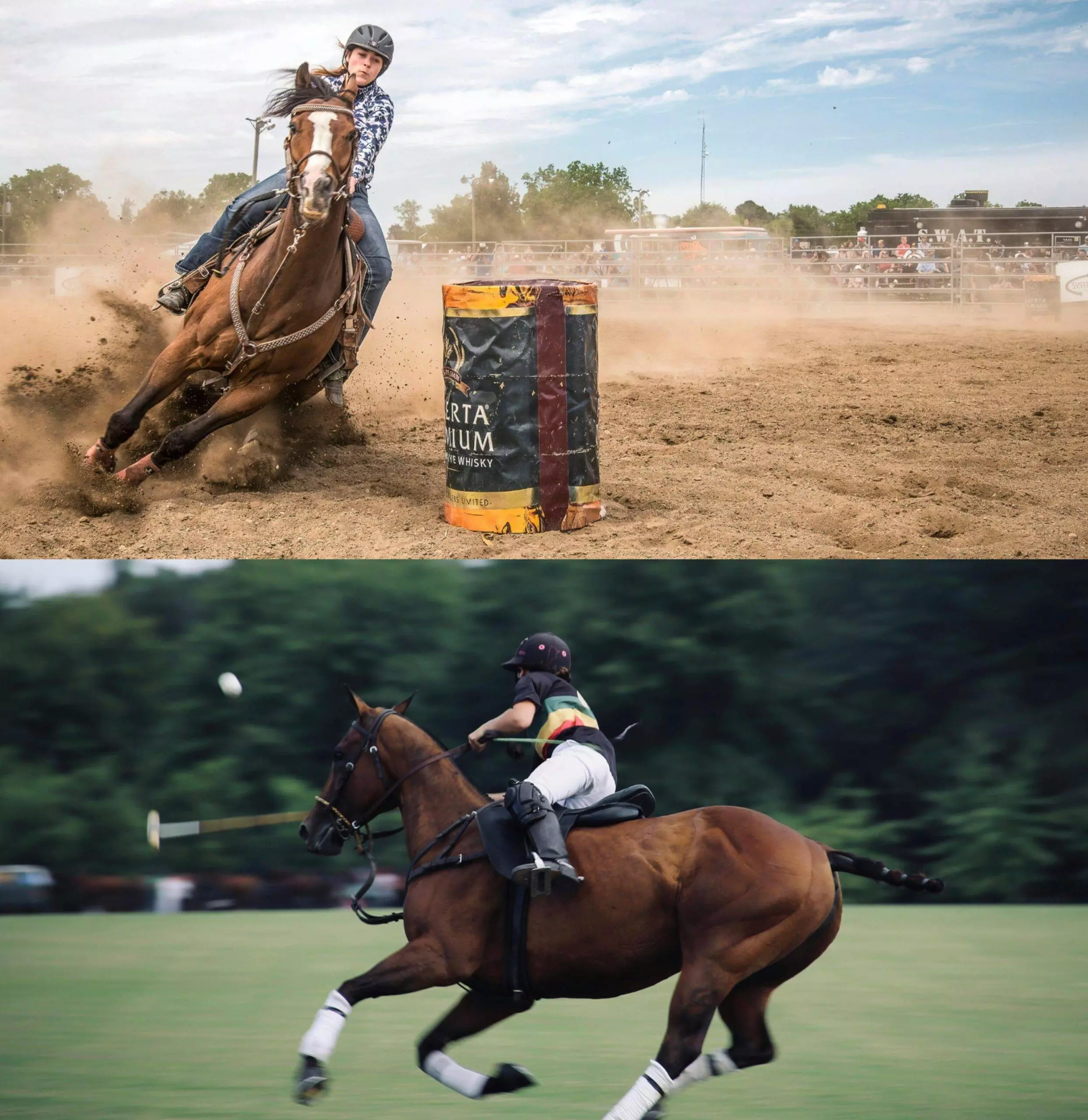 Horse Shows & Polo Events in Virginia